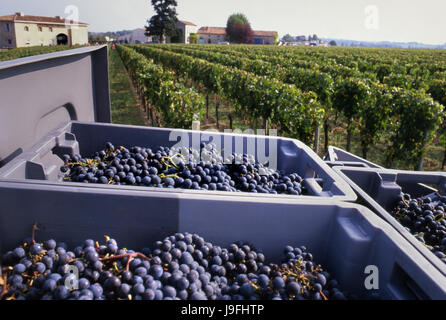 WEINLESE CHATEAU PETRUS MERLOT TRAUBEN LESE reife frisch geerntete Merlot Trauben in den Weinbergen von Château Pétros. Pomerol, Bordeaux Gironde, Frankreich. Stockfoto