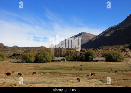 Kühe und Farm auf einem Feld in Patagonien, Argentinien Stockfoto