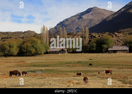Kühe und Farm auf einem Feld in Patagonien, Argentinien Stockfoto