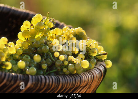 Chardonnay Trauben reif geerntet Premier Cru in traditionellen Weidenkorb Burgunder im Weinberg von Louis Latour auf dem Hügel von Corton, Corton Charlemagne, Aloxe-Corton, Côte d'Or Frankreich Stockfoto