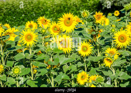 Sonnenblumen, angezogen durch Bienen und andere Insekten zu arbeiten Stockfoto