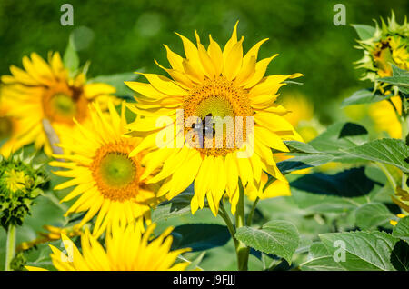 Sonnenblumen, angezogen durch Bienen und andere Insekten zu arbeiten Stockfoto
