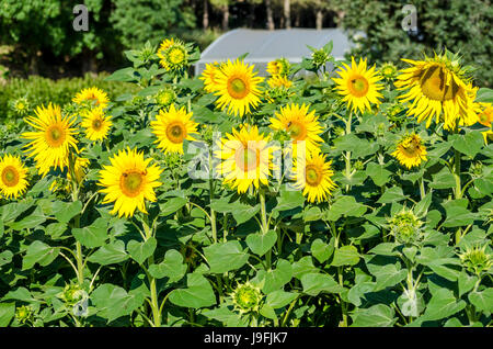 Sonnenblumen, angezogen durch Bienen und andere Insekten zu arbeiten Stockfoto