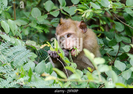 Ein einsamer juvenile Krabben essen Makaken (Macaca Fascicularis) oder Long-tailed Macaque Fütterung in den Park in der Nähe von Dörfern in Thailand Stockfoto