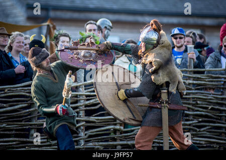 Herigeas Hundus oder Hunde des Krieges, eine sächsische Reenactment-Gruppe, zu demonstrieren, Schwert und Schild kämpfen auf dem entsprungen Festival auf Butser Ancient Farm Stockfoto