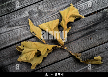 Blatt-Cluster aus einer Eiche ausgetrocknet. Stockfoto