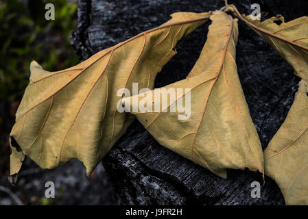 Blatt-Cluster aus einer Eiche ausgetrocknet. Stockfoto