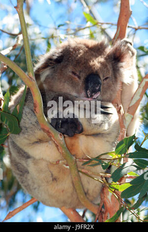 Koala-Bären in freier Wildbahn in den Eukalyptusbäumen auf Cape Otway in Victoria Australien Stockfoto