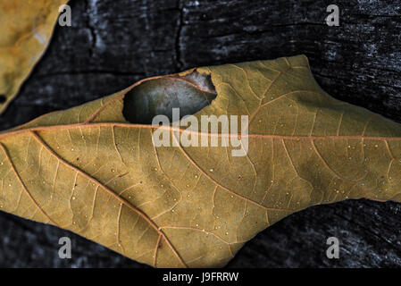 Blatt-Cluster aus einer Eiche ausgetrocknet. Stockfoto