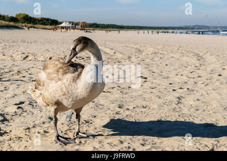 Schwan am Strand, Ostsee, Swinoujscie, Polen Stockfoto