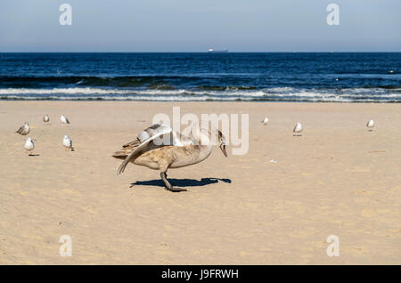 Schwan am Strand, Ostsee, Swinoujscie, Polen Stockfoto