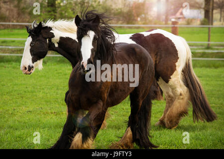 Pferde laufen wild Stockfoto