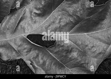 Blatt-Cluster aus einer Eiche ausgetrocknet. Stockfoto