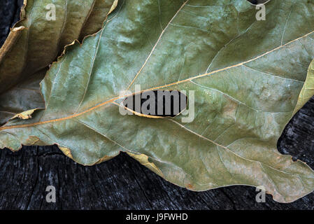 Blatt-Cluster aus einer Eiche ausgetrocknet. Stockfoto