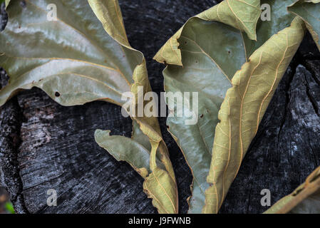 Blatt-Cluster aus einer Eiche ausgetrocknet. Stockfoto