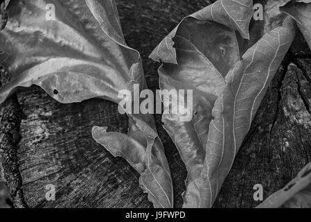 Blatt-Cluster aus einer Eiche ausgetrocknet. Stockfoto