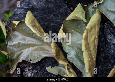Blatt-Cluster aus einer Eiche ausgetrocknet. Stockfoto