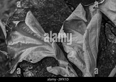 Blatt-Cluster aus einer Eiche ausgetrocknet. Stockfoto