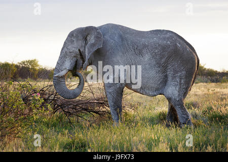 Große afrikanische Elefant Umzug Trog Savanne im Etosha NP, Namibia. Stockfoto