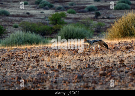 Black-backed Schakal laufenden Trog Palmwag Naturschutzgebiet, Namibia. Stockfoto