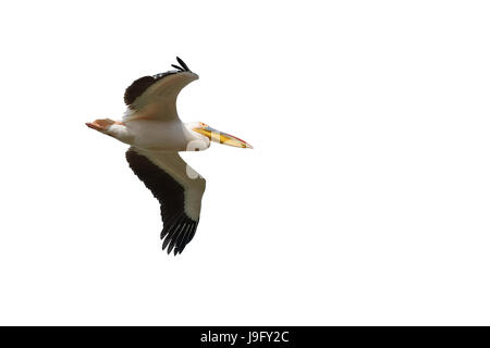 Ein Erwachsener weiß, Great White, östliche weiße oder rosa Pelikan, Pelecanus Onocrotalus im Flug. Donau-Delta. Rumänien, Europa. Stockfoto