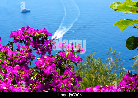 Blühende Bougainvillea Busch mit weichen Hintergrund der Boote vor der Amalfi Küste in Italien. Stockfoto