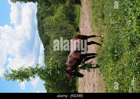 Ein braunes Pferd grasen auf einer Waldlichtung in der Nähe eines Baumes Stockfoto