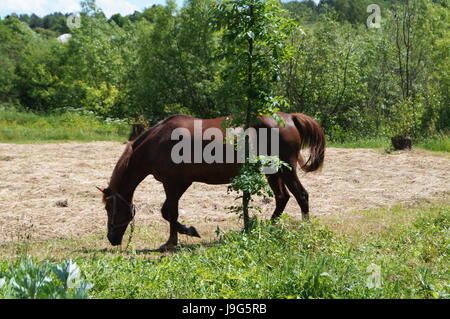 Ein braunes Pferd grasen auf einer Waldlichtung in der Nähe eines Baumes Stockfoto