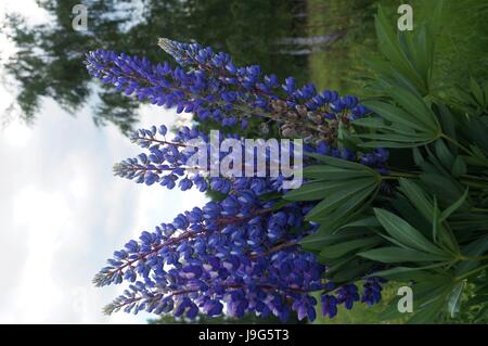 Ein Lupinen Busch mit blauen Blüten und Blätter auf einer Lichtung Stockfoto