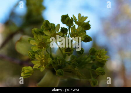Blütenstand mit gelben Blüten auf einem Ast vor einem blauen Himmelshintergrund Stockfoto