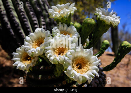 Eine Gruppe von Saguaro Blüten setzen Sie auf eine beeindruckende Show. Arizonas Zustandblume Stockfoto