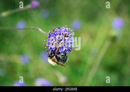 Eine gemeinsame carder Arbeiter Hummel (Bombus pascuorum) auf Bit scabious ist eine violette Teufel (Succisa pratensis) mit einem grünen Hintergrund. Stockfoto