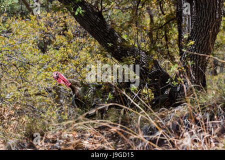 Continental, Arizona - ein wilder Truthahn (Meleagris Gallopavo) in Madera Canyon, einer beliebten Gegend der US Forest Service in den Santa Rita Mountains. Stockfoto