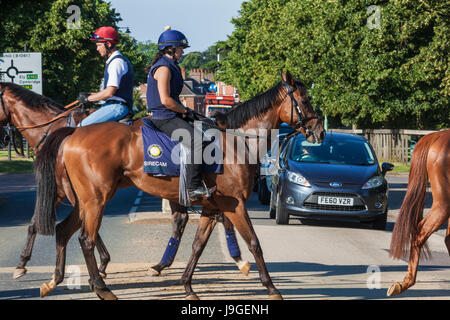 England, East Anglia, Suffolk, Newmarket, Rennpferd Kreuzung Straße, Stockfoto