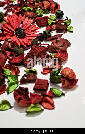 Trockene Blumen und Blätter, komponieren eine schöne Textur mit rot und grün als vorherrschende Farben und verschwommenen weiß als Hintergrund Stockfoto