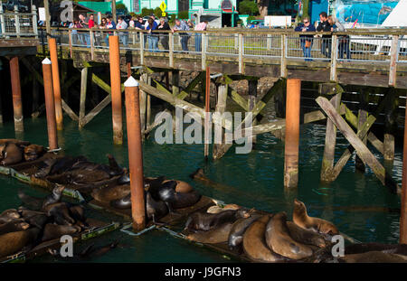 Kalifornische Seelöwe (Zalophus Californianus) an der Uferpromenade, Newport, Oregon Stockfoto