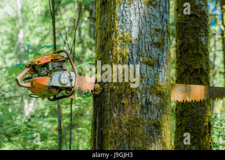 Verrückte Wald Installation durch exzentrischen Künstlers George Sawchuk, Fanny Bay, British Columbia, Kanada. Stockfoto