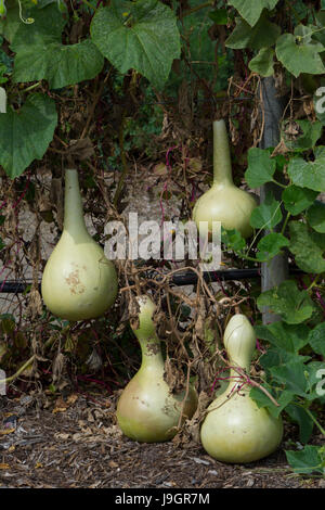 Vier Lagenaria Siceraria Flaschenkürbis wächst an den Rebstöcken in einem Garten. Auch bekannt als Kalebasse Flaschenkürbis, weiß – geblühten Kürbis, Opo Squash, lange mel Stockfoto