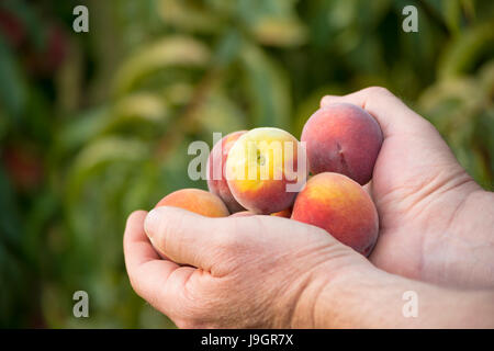 Hände voll Pfirsiche frisch aus der Pfirsichbaum, die Sie in den Backgtround sehen können. Flachen Fokus auf die Pfirsiche mit alles sonst weich. Stockfoto