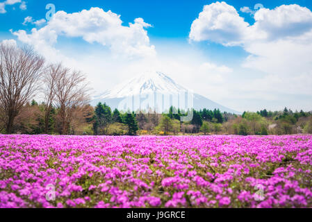 Schöne Landschaft des majestätischen Fuji unter sonnigen Himmel mit rosa Shibazakura (Moss Phlox) Felder von einem See in den Vordergrund bei Fuji Shib Stockfoto