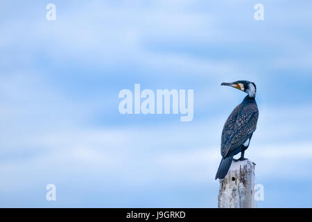 Eine einzelne Kormoran (Phalacrocorax Carbo) in seiner Zucht Gefieder hocken auf einer Betonkonstruktion wegsehen in den blauen Himmel in Thailand Stockfoto