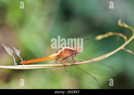 Die feurige Abstreicheisen Libelle. Flamme farbige weibliche Orthetrum Villosovittatum Libelle am Weinstock eine Kletterpflanze thront. Schöne Natur in Makro Stockfoto