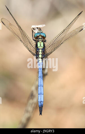 Die dreifarbigen Marsh Hawk Libelle oder Marsh Hawk (Orthetrum Luzonicum) Luftbild Makro Fotografie ausführlich schöne blaue Libelle in der Natur Stockfoto