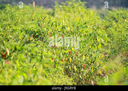 Rote und grüne Chilischoten auf dem Baum mit Blättern wächst in Bio-Bauernhof in Thailand Landwirtschaft Stockfoto