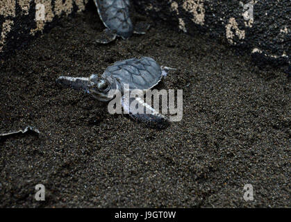 Eine kürzlich geschlüpfte grüne Meeresschildkröte (Chelonia Mydas) kriecht in einer Styropor-Box vor der Veröffentlichung in den Ozean als Teil von lateinischem Amerika Meer Turtl Stockfoto