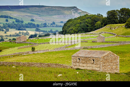 Stone Dales Scheunen, Rinder und Schafe. Stockfoto