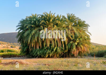 Palm Grove von Leto in antiken lykischen Stadt Patara. Die Provinz Antalya. Turkei Stockfoto