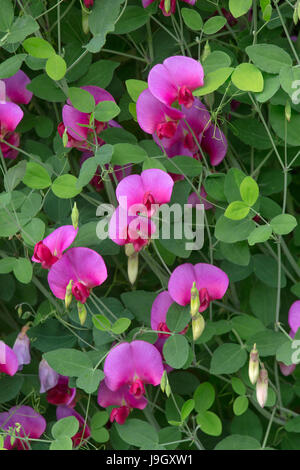 Everlasting Pea Lathyrus Latifolius. Mehrjährige Erbse, breit-Blatt Peavine, mehrjährige Sweet Pea, mehrjährige peavine Stockfoto