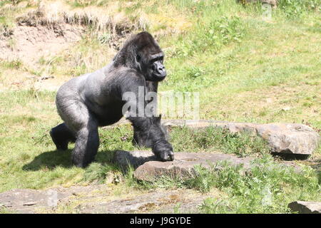 Reifen Sie westlichen Tiefland alpha männliche Silverback Gorilla Stockfoto