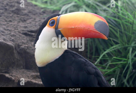 Nahaufnahme des Kopfes eines gemeinsamen oder Riesentukan (Ramphastos Toco), ursprünglich aus Südamerika. Stockfoto